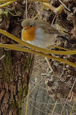 Rotkehlchen, Foto: Guido Löscher