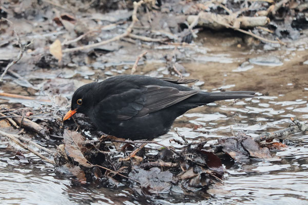 Amsel, Foto: Guido Löscher