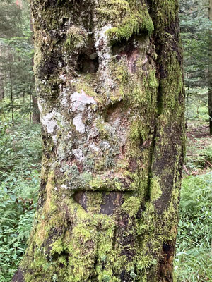 Naturbild
