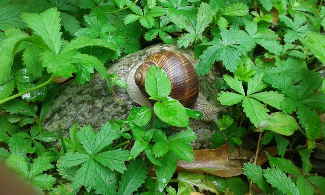 Schnecke