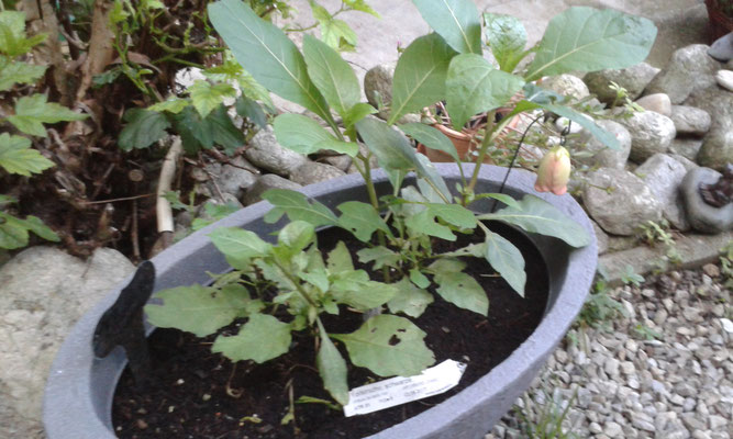 Tollkirsche/ Hexenpflanze