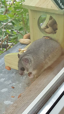 Unser Untermieter Herr Siebenschläfer am Futterhaus