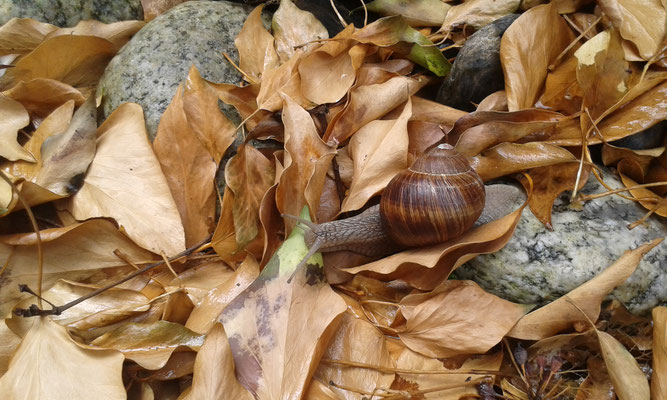 Schnecke