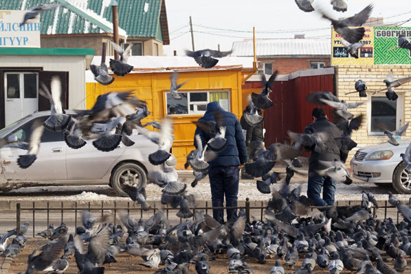 Feeding Pigeons