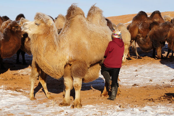 Melken eines Kamels - Milking a camel