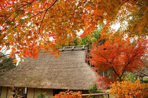 摂津能勢の民家と紅葉
