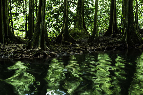 Pour voir la grotte de Vaipoiri au "Fenua aihere", il faut longer une rivière bordée de majestueux mape. Leurs reflets dans l'eau ondulaient mystérieusement au gré du courant.  Certains disent qu'elle évoque un univers enchanté et féérique, d'autres y voi