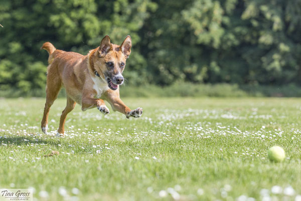 8 Grunde Warum Ein Hund Bei Deiner Hochzeit Nicht Fehlen Darf