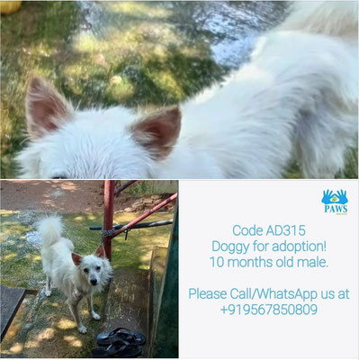 Paws Thrissur - 1623008892 Paws Thrissur - 1623008892
