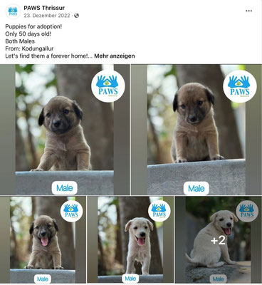 Paws Thrissur - 1623008892 Paws Thrissur - 1623008892
