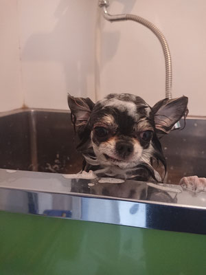 ブランちゃんシャンプー中