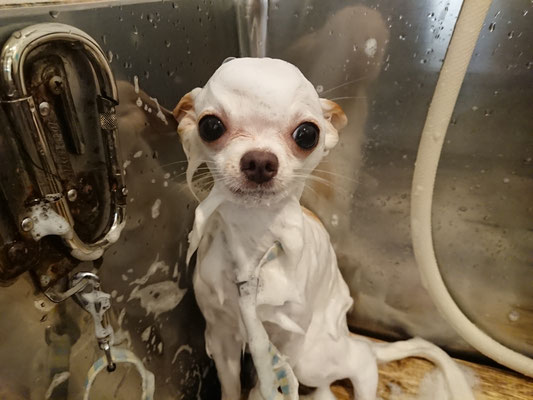 アロくんシャンプー中