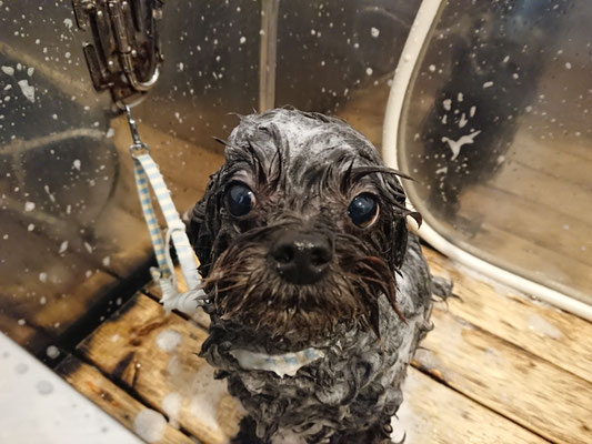 くまこちゃんシャンプー中