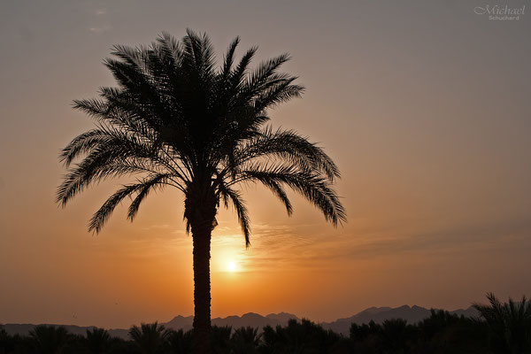 Palme im Sonnenuntergang II