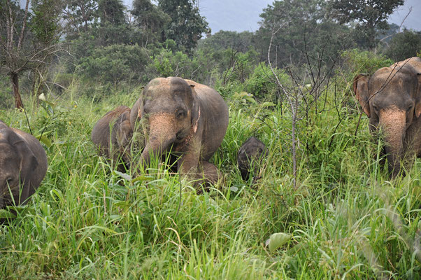 Elefanten im Yala Nationalpark