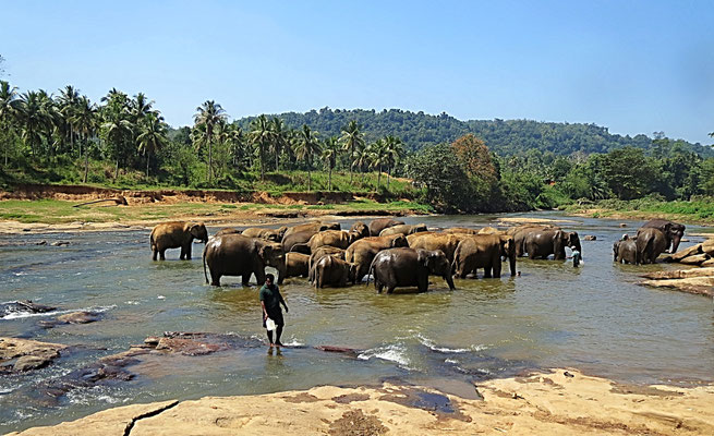 Pinnawela, Elefanten beim Baden im Fluss