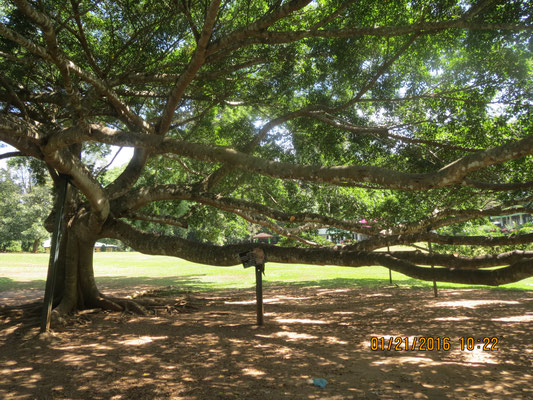 Botanischer Garten von Peradeniya