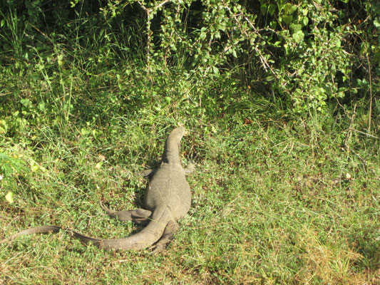 Waran im Yala Nationalpark