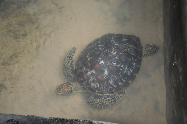 Verletzte Schildkröte in der Schildkrötenfarm