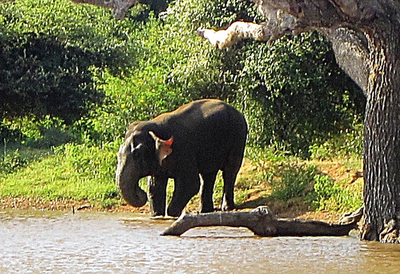 Elefant im Yala Nationalpark