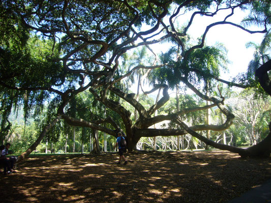 Botanischer Garten Peradeniya