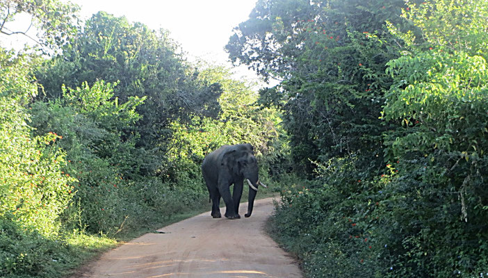 Elefantenbulle im Yala Nationalpark