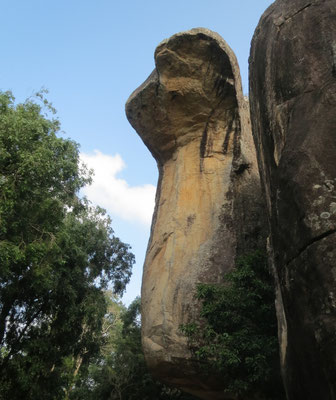 Felskobra in Sigiriya