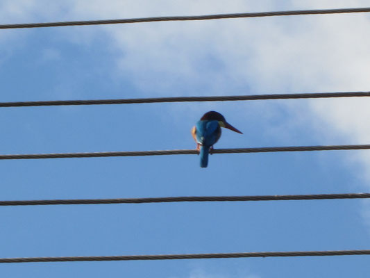 Eisvogel