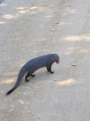 Mungo im Yala Nationalpark