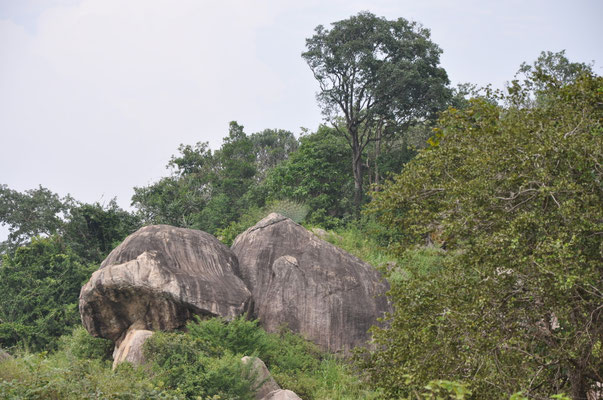 Minneriya Giritale Nationalpark