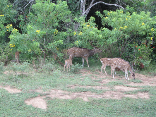 Rehe in Yala