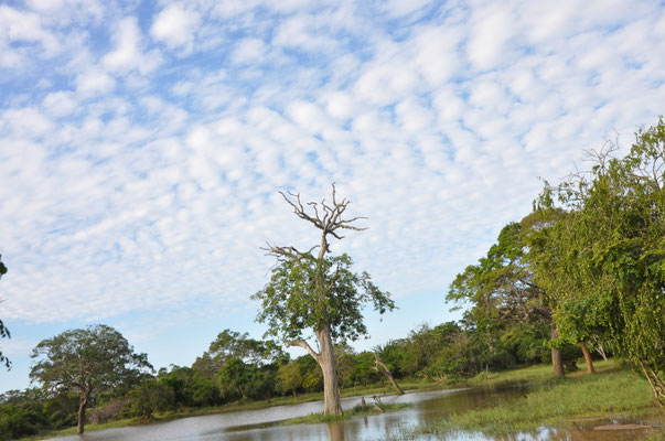 Yala Nationalpark