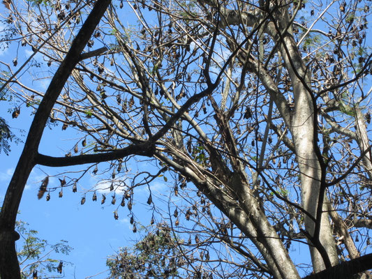 Flughunde im Baum