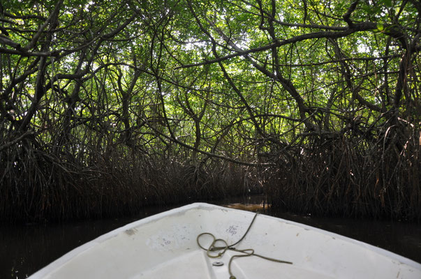 Bentota River