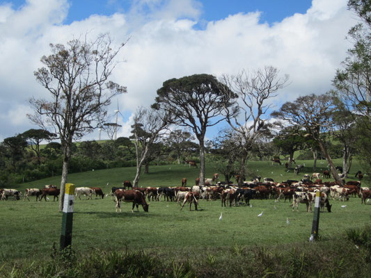 Kuhherde in den Horton Plains