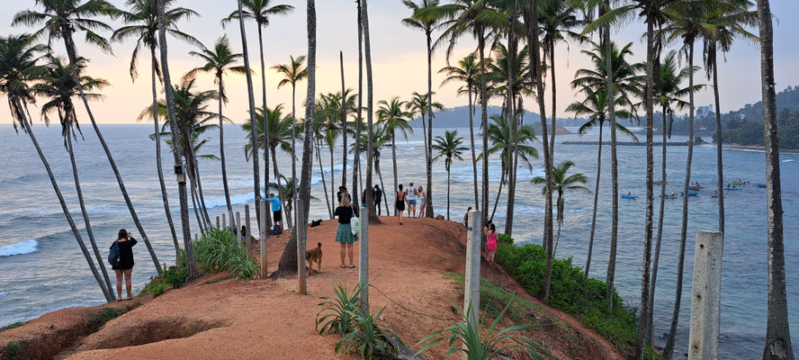 Coconut Tree Hill