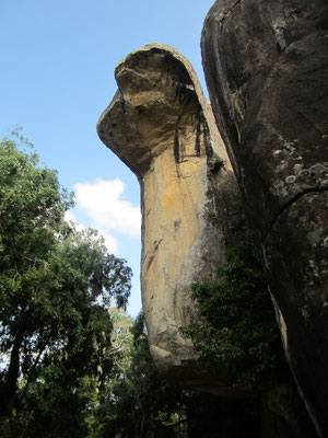  Felskobra in der Felsenfestung  Sigiriya