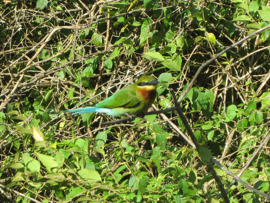 Vögel im Yala Nationalpark