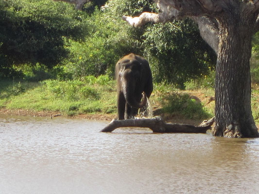 Elefant in Yala