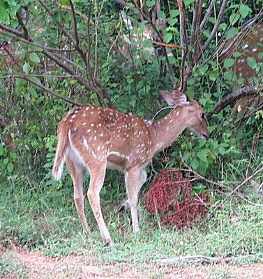 Reh in Yala