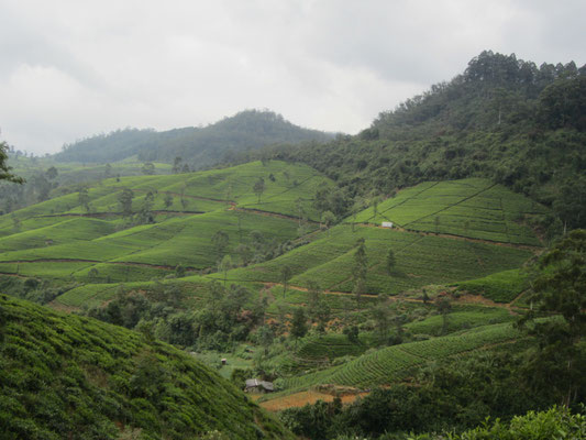 Teeplantagen bei Nuwara Eliya