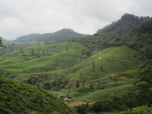 Teeplantagen bei Nuwara Eliya