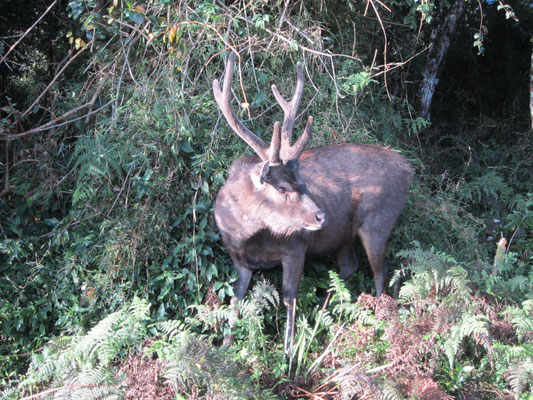 Hirsch auf dem Weg nach "Worlds End"