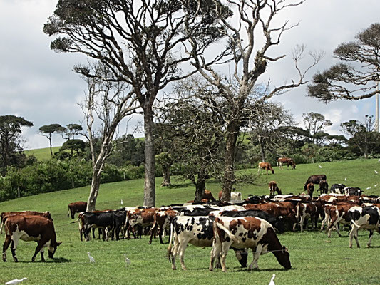 Kuhherde in den Horton Plains