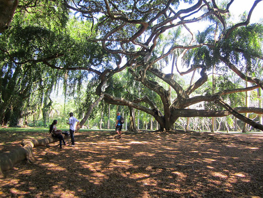 Im botanischen Garten von Peradeniya