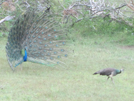 Balzender Pfau