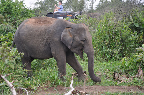Elefant im Menneriya Nationalpark