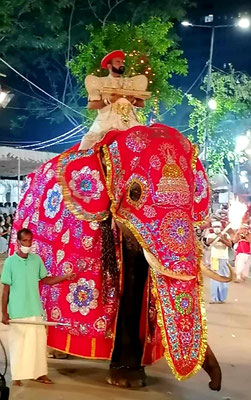 geschmückter Elefant