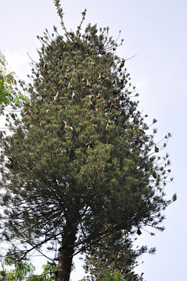 Botanischer Garten Peradeniya