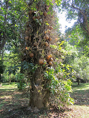 Peradeniya Botanischer Garten